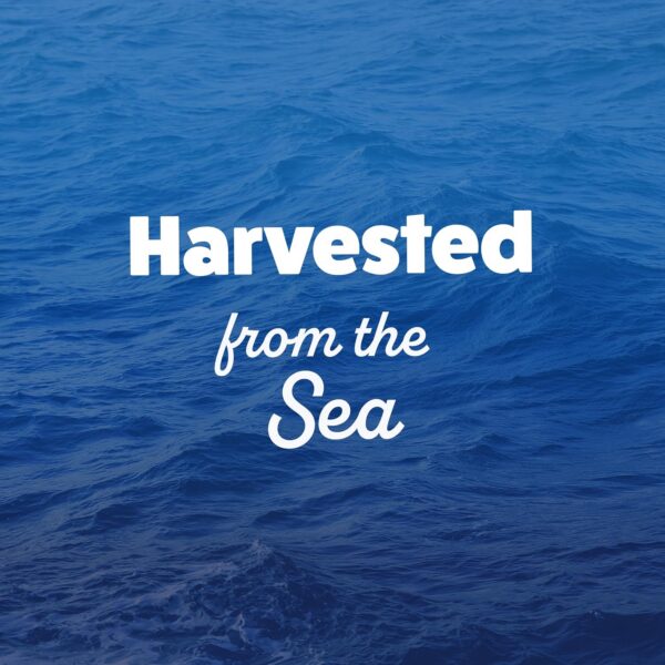 Text overlay on a blue ocean background featuring the phrase "Harvested from the Sea," emphasizing the theme of marine resources and sustainable seafood.