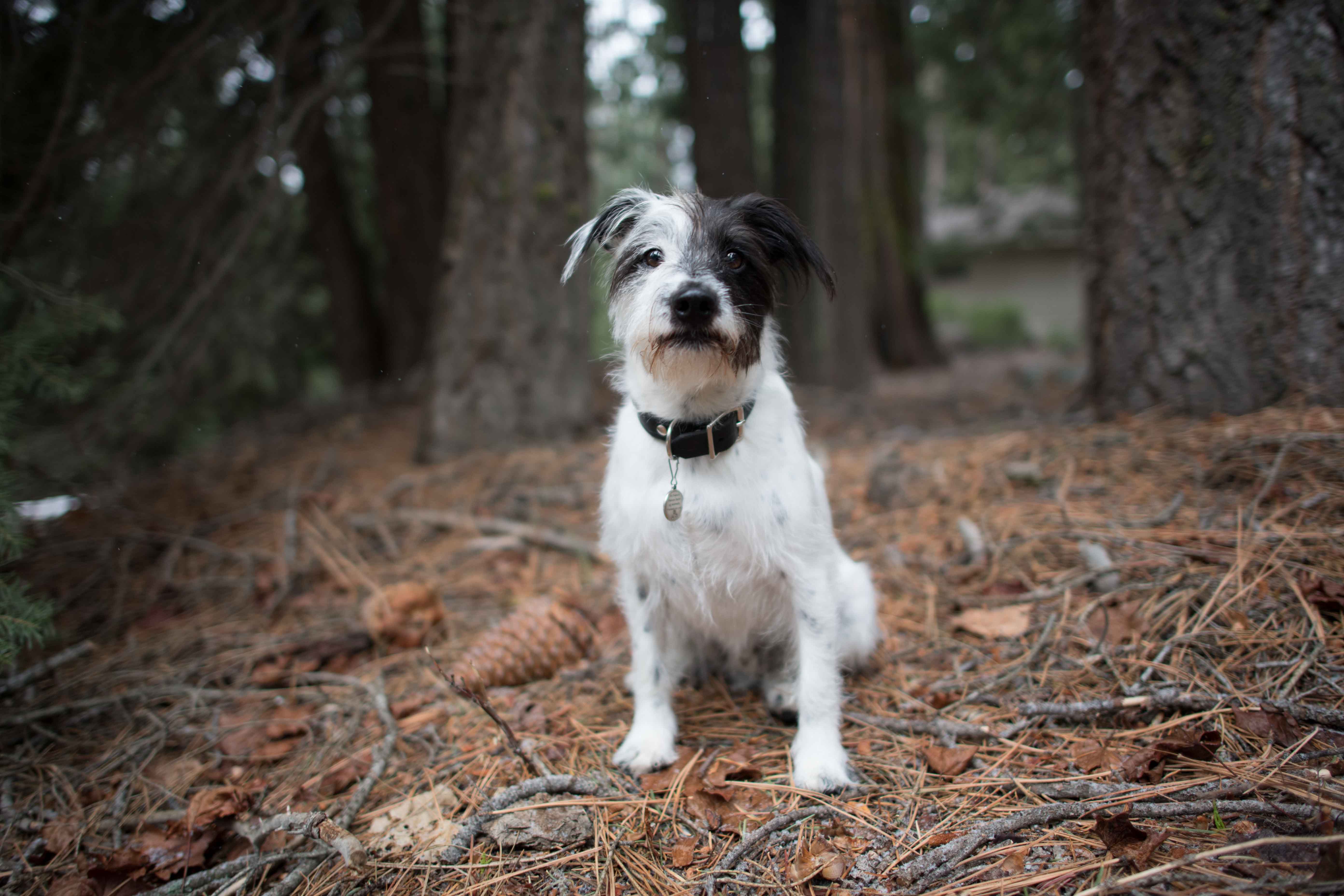 Meet the Boot the Boot dogs 5 Morton Salt