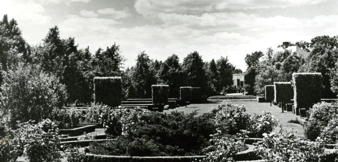 Hedge Garden with roses and boxwood looking towards Administration Building