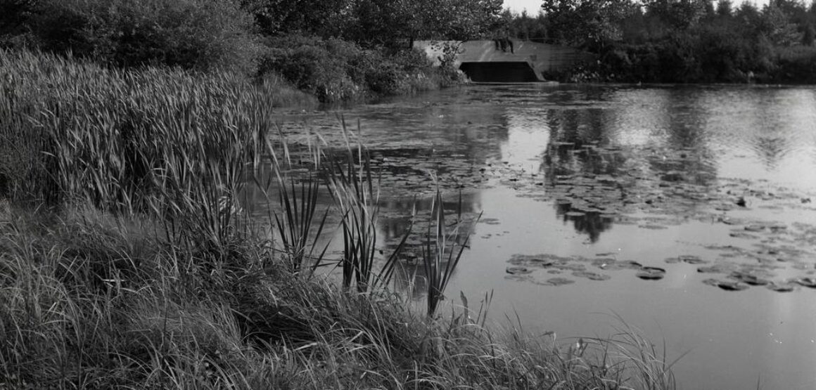 Vegetation in and along edge of Lake Marmo looking south to bridge and dam (Early 1930s)