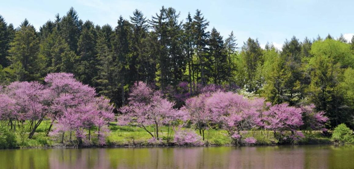 Redbuds (Cercis canadensis) near Lake Marmo at The Morton Arboretum (2014)